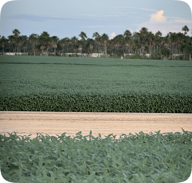 Veja como o <em>Trichoderma asperelloides</em> pode atuar.