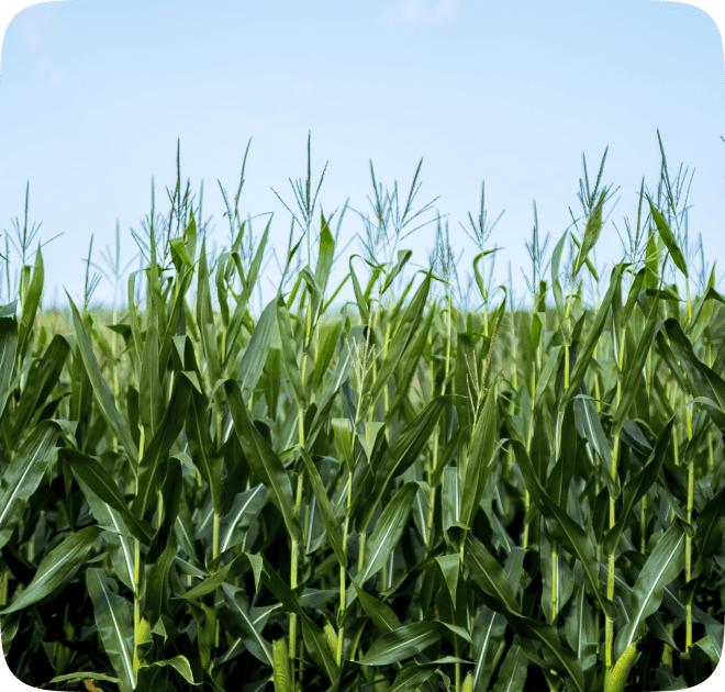 <em>Azospirillum brasilense</em>